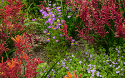Landscaping Septic Tank Gardens